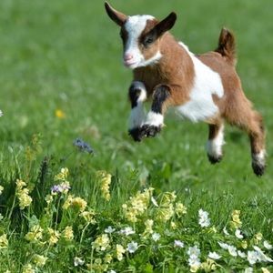 Meet your Posher, Cristian